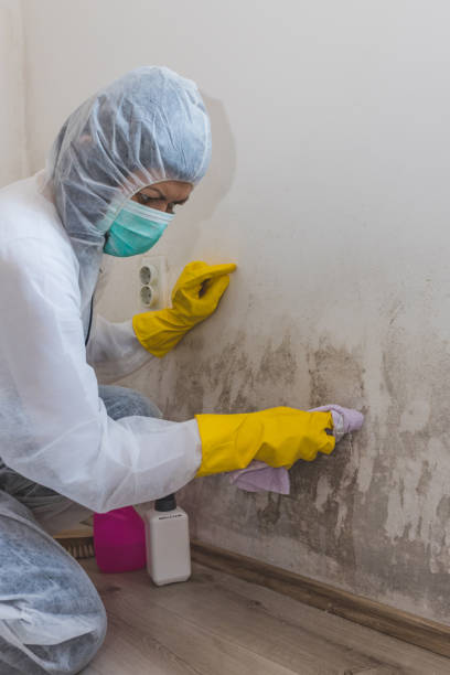 Best Attic Mold Removal  in Lake Barcroft, VA