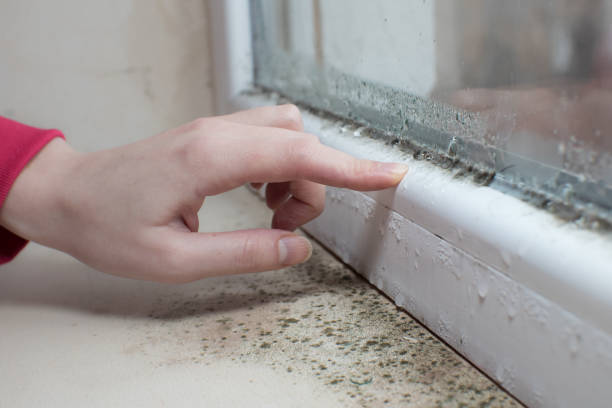 Best Real Estate Mold Inspection  in Lake Barcroft, VA