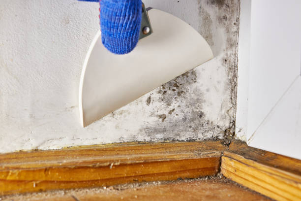 Best Mold Documentation for Insurance Claims  in Lake Barcroft, VA